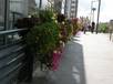  pots de fleurs, sur le pont de l'avenue Foch